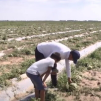 Остались без урожая: в Туркестанской области крестьяне несут многомиллионные потери после непогоды