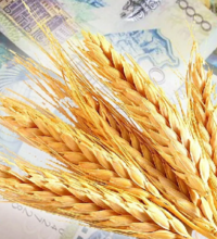 Казахстан: Минсельхоз отказался регулировать цены на пшеницу и занял позицию арбитра