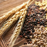 Казахстан: Продкорпорация объявила закупочные цены на твердую пшеницу, лен и рапс