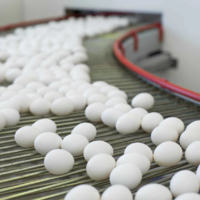 В ценовом сговоре подозреваются две птицефабрики в Алматинской области 