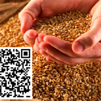 Контроль наладит цифра: Минсельхоз Казахстана разрабатывает систему прослеживаемости семян