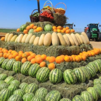 Аграрии Жамбылской области провели традиционный День поля 