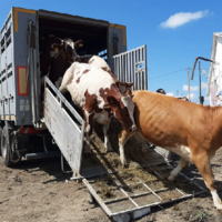 Узбекские и кыргызские животноводы заинтересованы в импорте племенного скота из Казахстана