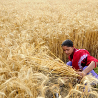 Bloomberg: индийская пшеница вызвала «безумие» на мировом продовольственном рынке