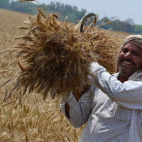 Индия может экcпортировать в 2022–2023 МГ порядка 11–12 млн. тонн пшеницы 