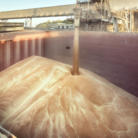 Декабрьский экспорт пшеницы из России будет близок к рекордному — на уровне 4,0-4,2 млн. тонн 