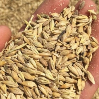 Экспорт казахстанского ячменя за последние 8 сезонов оказался рекордно низким 