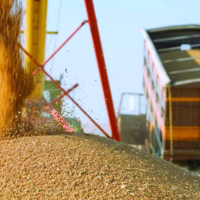 Россия с 1 по 15 июля увеличила экспорт пшеницы в 2 раза