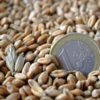 В текущем сезоне экспорт пшеницы из Евросоюза снизился до 20 млн. тонн