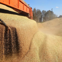 Обратная сторона изобилия: цены на зерно в большинстве регионов России идут вниз