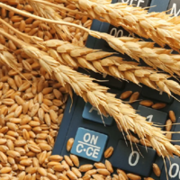 Казахстан импортировал рекордно большой объем пшеницы
