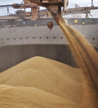 За десять дней до конца сезона экспорт украинского зерна достиг почти 48 млн. тонн
