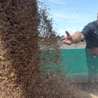 Колос в рублях: российские экспортеры зерна столкнулись с проблемами при валютных операциях