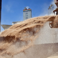 Зерновой союз: «Казахстану нужно заново открывать Китай для экспорта зерна» 