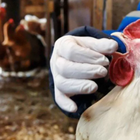 Казахстан наложил временное эмбарго на ввоз животноводческой продукции из четырех стран