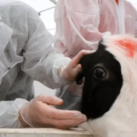 В Казахстане 68 видов болезней сельхозживотных включены в список особо опасных