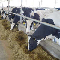 Шесть молочных ферм планируется открыть в Западно-Казахстанской области через два года