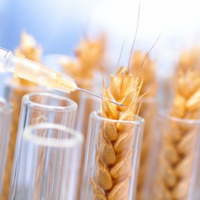 Австралия и Новая Зеландия разрешили продажу и использование ГМО-пшеницы