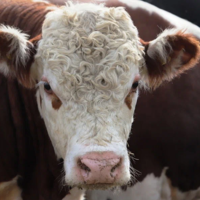 Минсельхоз: в Казахстане открыт «Зеленый коридор – 3» для идентификации сельскохозяйственных животных