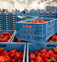 Объем импорта сельхозпродукции в Евросоюзе вырос на 38%, достигнув 12,5 млрд. евро