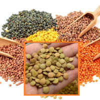 Индия временно разрешила импорт чечевицы из Казахстана