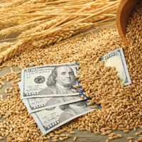 В Узбекистане объемы импорта пшеницы через биржу выросли в 10 раз