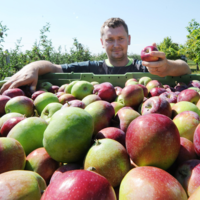 Каков сад, таковы и яблоки: рынок фруктов Казахстана все больше зависит от импорта