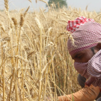 Индийский план по росту экспорта зерна рушится: аномальная жара может снизить производство пшеницы на 6%