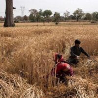 Экспорт пшеницы из Индии может вырасти на фоне кризиса с поставками из причерноморского региона