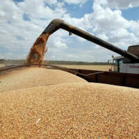 Индия в 2022 году намерена поставить новый рекорд по отгрузке зерна, нарастив объемы до 15 млн. тонн