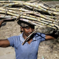 Индия: крупнейший в мире производитель сахара планирует ограничить поставки за рубеж до 10 млн. тонн 