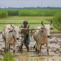 В Индии из-за позднего муссона сократится урожай риса