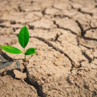 Казгидромет: июльская засуха ожидается в двух областях Казахстана 