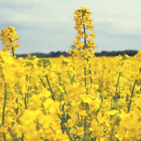 На мировом рынке усиливается конкуренция между канадской и австралийской канолой