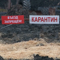 В Атырауской области из-за массовой болезни коров закрыты на карантин сразу 4 села