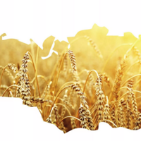 На форуме «Зерно России-2022» будут рассмотрены проблемы и перспективы рынка зерна