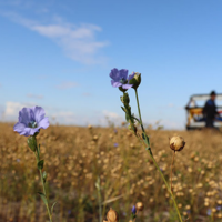 Европа снизила закуп казахстанского льна: с начала сезона экспорт культуры составил 121,4 тыс. тонн