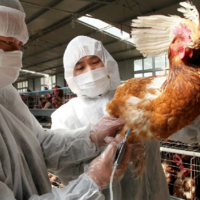 В Казахстане планируется выпускать вакцины против ящура и болезни Ньюкасла