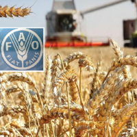 ФАО ООН: в 2022 году производство пшеницы в мире продолжит расти четвертый год подряд