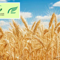 XXVII Международная конференция «Причерноморское зерно и масличные 2022/23» пройдет 8 сентября в Ростове-на-Дону