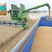 За пять месяцев Казахстан в 6 раз увеличил поставки зерна в Азербайджан