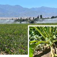 В Казахстане посевы сахарной свёклы к 2025 году увеличатся в пять раз —  до 60 000 га