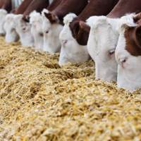 «Кормовое предупреждение»: крупнейший завод комбикормов Урала поднял цены до 40%