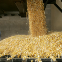 На рынках зерна и масличных Центральной Азии усиливается конкуренция между Казахстаном и Россией