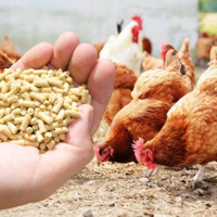 В Казахстане дефицит высокобелковых кормов спровоцирует рост цен на продукцию птицеводства