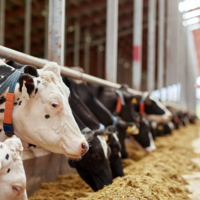 В Германии фуражное зерно подорожало на 70%, а рапсового шрота вообще не хватает