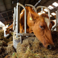 Минсельхоз Казахстана больше не будет поддерживать отечественных животноводов без кормовой базы