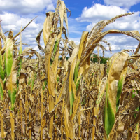 В августе состояние посевов кукурузы во Франции ухудшилось еще на 30%