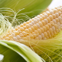 Европа в этом году ожидает минимальный за 15 лет урожай кукурузы