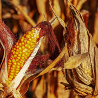 В ЕС спрогнозировали резкое сокращение урожая кукурузы — почти на 6 млн. тонн